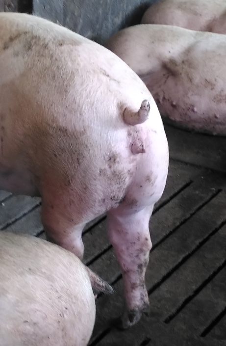 Varkens met een geamputeerde staart